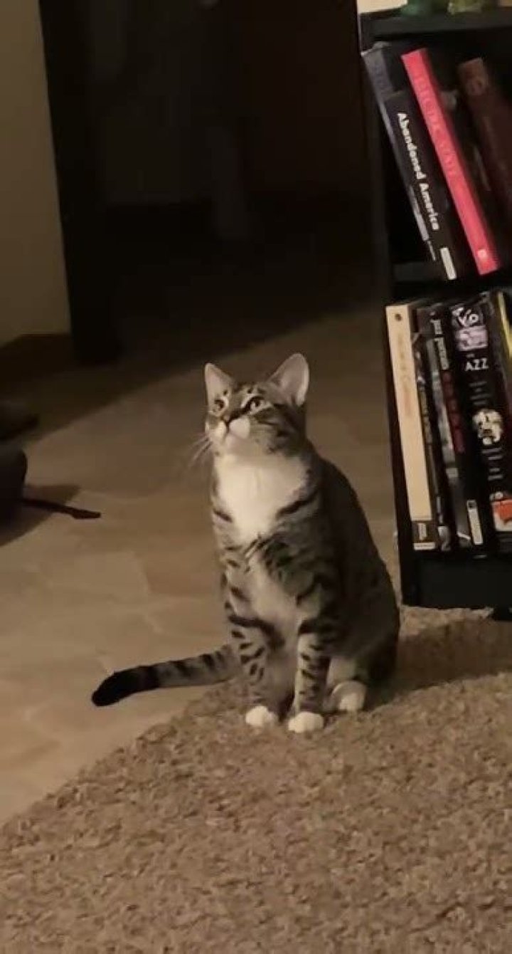 Discovering the Enigma: The Kittynobi of