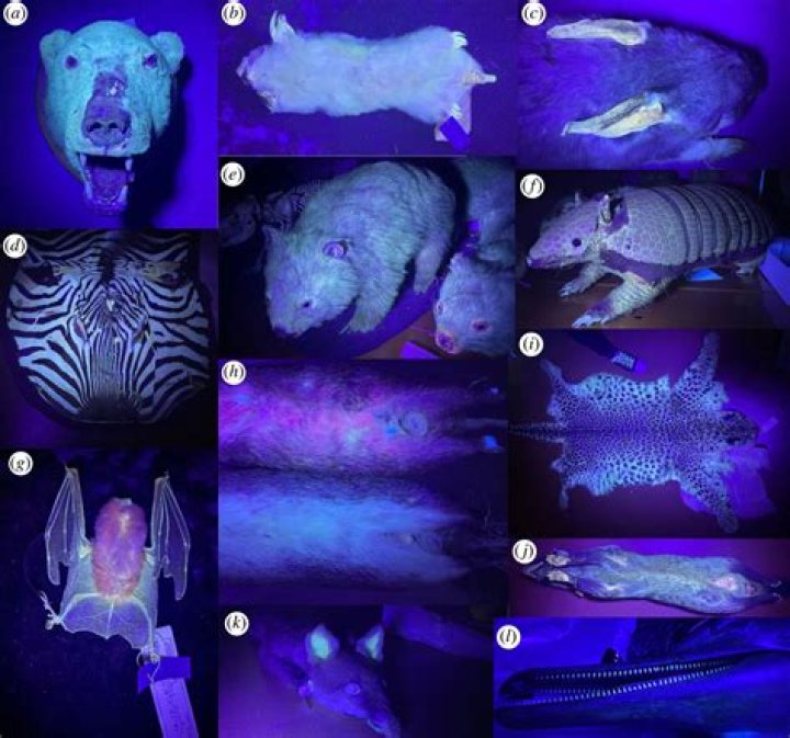 Exploring the Enigma of Ultraviolet Darling