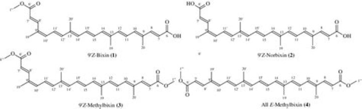 Exploring the Fascinating World of Bixin Video