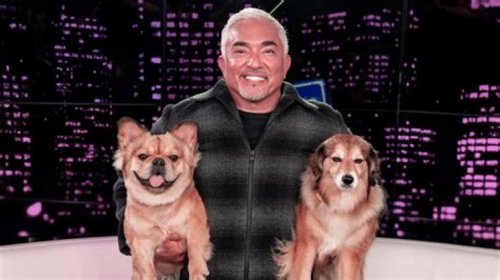 When the Dog Whisperer Faces Tragedy: A Journey Through Heartache